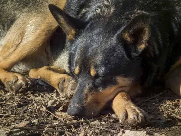 Güneşli bir günde yerde oturan kahverengi işaretli siyah bir köpeğin portresi. Hayvanlar, hayvanlar..