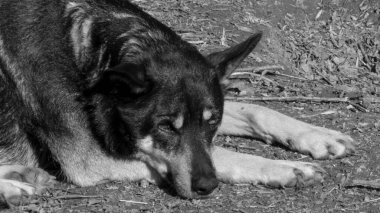 The photograph showcases a black and white image of a dog lying peacefully outdoors, expressing calm and relaxation in a natural environment.