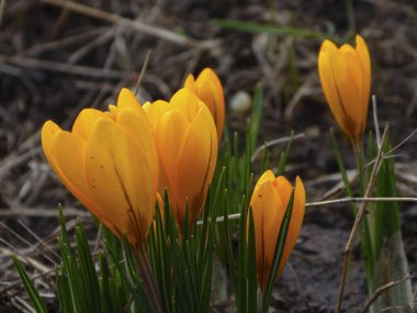 Sarı kruvazör çiçekleri, ilkbahar bahçesindeki toprağa canlı bir şekilde çiçek açar ve yenilenmeyi simgeler..