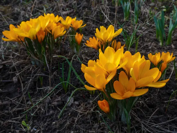 Baharın başında yerde parlak turuncu çiçek. Doğa, çuha çiçekleri, yakın plan..