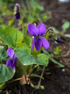 Dışarıda yabani menekşe çiçeği var. Bahar, doğa, gün.