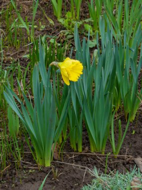 Dışarıda sarı nergis çiçeği var. Bahar, doğa, gün.