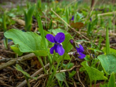 Dışarıda yabani menekşe çiçeği var. Bahar, doğa, gün.