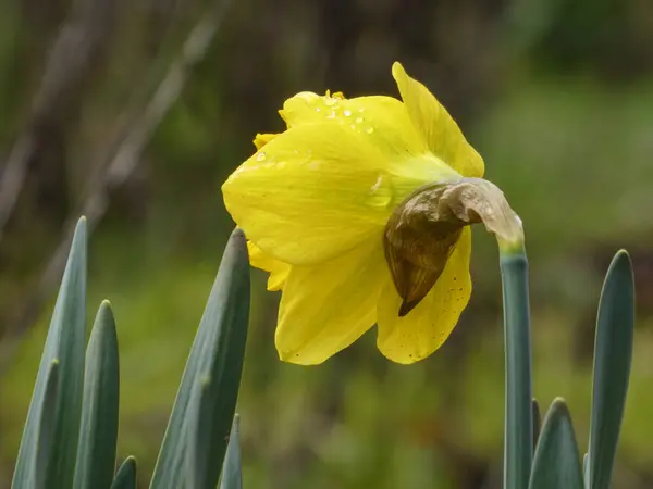 Dışarıda sarı nergis çiçeği var. Bahar, doğa, gün.