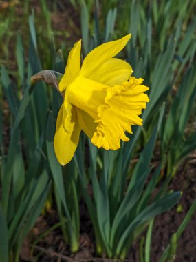 Canlı sarı nergis çiçeği taze yeşil yapraklara karşı duruyor. Baharın güzelliğini ve yenilenmesini gösteriyor..
