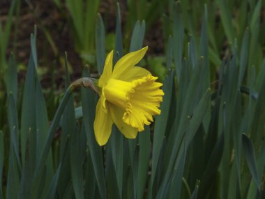 Canlı bir sarı nergis çiçeği, doğadaki bahar güzelliğini ve yenilenmeyi sembolize eden yeşil yaprakların arasında duruyor..