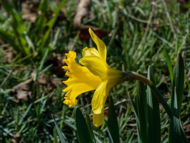 Narcissus olarak da bilinen sarı nergis çiçeğinin yakın plan görüntüsü..