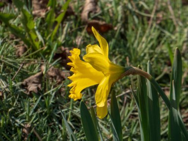 Narcissus olarak da bilinen sarı nergis çiçeğinin yakın plan görüntüsü..
