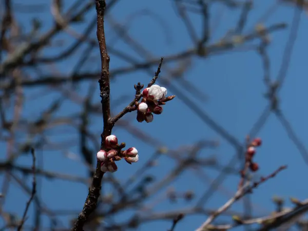 Kayısı ağacı çiçeğinin üzerindeki Avrupa bal arısı (Apis mellifera). Çiçekteki bal arısına yaklaş