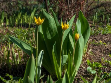 Canlı sarı kır çiçekleri yemyeşil yeşilliklerle çevrili, bu canlı mevsimde doğanın yenilenmesini ve güzelliğini kapsayan, yeşeren bir bahar bahçesinde güneşleniyorlar..