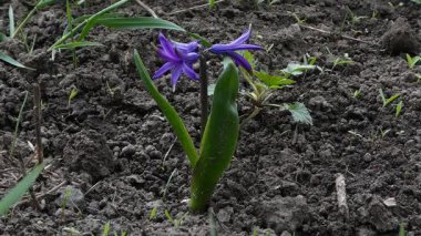 Tek bir canlı mor çiçek, baharın ilk zamanlarında yenilenmeyi ve büyümeyi simgeleyen, bir bahçedeki karanlık toprağın ortasında çiçek açar..