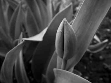 Yapraklarla çevrili bir lale tomurcuğunu betimleyen siyah-beyaz bir görüntü, doğanın dingin güzelliğini bir bitki örtüsü ve sanatsal tasviri ile yakalıyor..