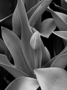 Yapraklarla çevrili bir lale tomurcuğunu betimleyen siyah-beyaz bir görüntü, doğanın dingin güzelliğini bir bitki örtüsü ve sanatsal tasviri ile yakalıyor..