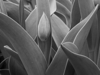 Klasik güzel monokrom dramatik çiçek açan papağan lalesi siyah arka planda.