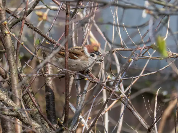 Büyüleyici küçük bir serçe (muhtemelen bir ağaç serçesi) kabarık tomurcuklar arasında ince bir dal üzerinde tünemektedir. Tüylerdeki detay, kuşun doğal duruşu ve bulanık arka plan sakin ve tatlı bir sahne oluşturuyor..