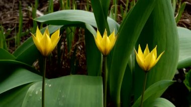 Yakın çekim, üç canlı sarı lale çiçeğini (muhtemelen Tulipa Sylvestris) tam çiçekle yakalar. Narin, sivri yapraklar parlak, güneşli bir sarıdır. İnce yeşil sapları ve geniş yapraklarıyla çelişir..