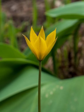 Tek, canlı sarı bir vahşi lale (muhtemelen Tulipa Sylvestris veya benzeri bir tür) yaprakların yumuşak yeşil arka planına ve bulanık toprağa karşı dimdik ayakta durur..