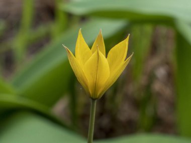 Tek, canlı sarı bir vahşi lale (muhtemelen Tulipa Sylvestris veya benzeri bir tür) yaprakların yumuşak yeşil arka planına ve bulanık toprağa karşı dimdik ayakta durur.