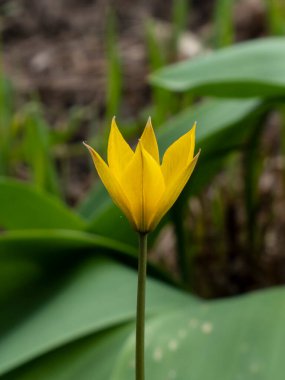Tek, canlı sarı bir vahşi lale (muhtemelen Tulipa Sylvestris veya benzeri bir tür) yaprakların yumuşak yeşil arka planına ve bulanık toprağa karşı dimdik ayakta durur..