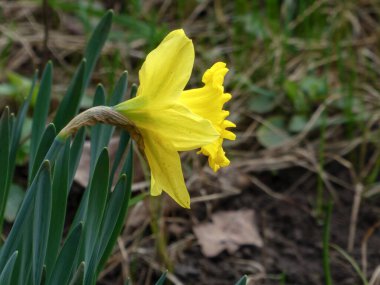 Sarı nergis çiçeği, doğanın güzelliğini ve baharın çiçekli ihtişamını resmederek yakından yaklaştı. Doğa, bahçıvanlık ya da mevsimsel konsept görüntüler için mükemmel.