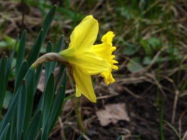 Sarı nergis çiçeği, doğanın güzelliğini ve baharın çiçekli ihtişamını resmederek yakından yaklaştı. Doğa, bahçıvanlık ya da mevsimsel konsept görüntüler için mükemmel.
