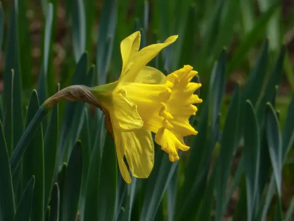 Sarı nergis çiçeği, doğanın güzelliğini ve baharın çiçekli ihtişamını resmederek yakından yaklaştı. Doğa, bahçıvanlık ya da mevsimsel konsept görüntüler için mükemmel.
