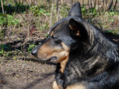 Sakin bir köpek baharda güneşli bir günde yerde yatar..