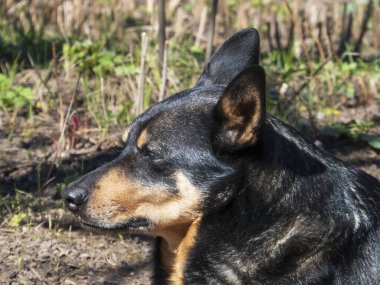Sakin bir köpek baharda güneşli bir günde yerde yatar..
