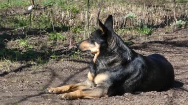 Sakin bir köpek yerde yatıyor.