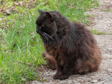 Uzun saçlı, koyu kahverengi kedi yeşil çimlerle çevrili taş bir yolda huzur içinde oturuyor. Evcil bir hayvanın doğal ortamının tadını çıkarırken güzelliğini ve kişiliğini yansıtır..