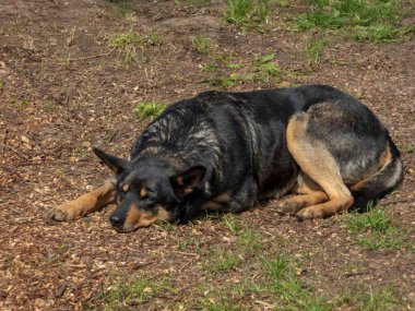 Siyah ve kahverengi bir köpek toprak zeminde huzur içinde uzanıyor, dışarıda güneş ışığının tadını çıkarıyor. Köpek sakin ve rahat görünüyor. Sahneye dingin bir hava katıyor..