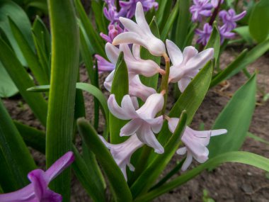 Canlı mor sümbül çiçeklerinin güzel yakın çekimi yemyeşil yapraklarla çevrili, baharın ve doğanın güzelliğini yakalıyor..