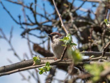 dalı, passer domesticus ev serçesi