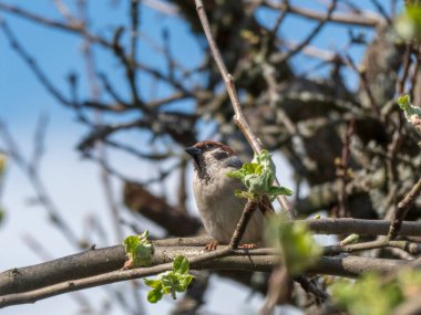 dalı, passer domesticus ev serçesi