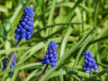 İlkbaharda Yeşiller Arasında Üzüm Çiçeklerinin Yakın Çekimi