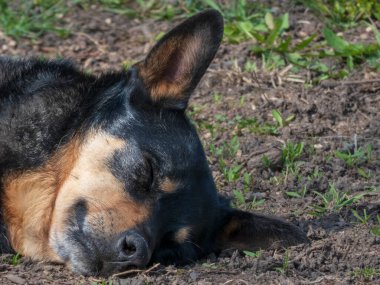 Uykucu köpek güneşli bir günde açık havada dinleniyor.