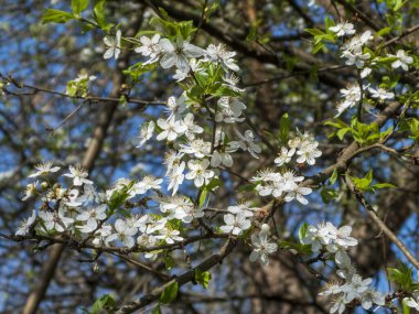 Baharda Beyaz Çiçeklerle süslenmiş Ağacın Dalları