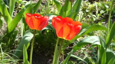 Canlı kırmızı ve turuncu laleler güneşli bir bahar bahçesinde çiçek açıyor.