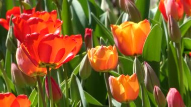 Canlı kırmızı ve turuncu laleler güneşli bir bahar bahçesinde çiçek açıyor.