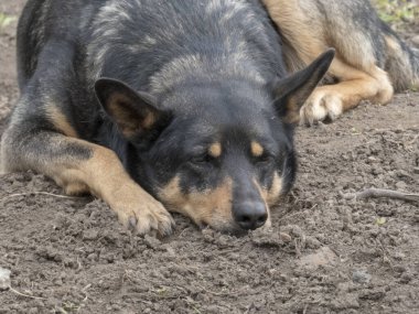 Avustralyalı Kelpie mola veriyor