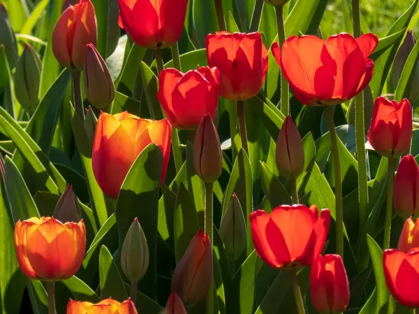 Bahar Güneşi 'nde canlı kırmızı ve turuncu laleler