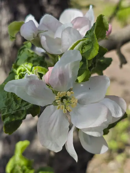 İlkbaharda Beyaz ve Pembe Elma Çiçekleri.