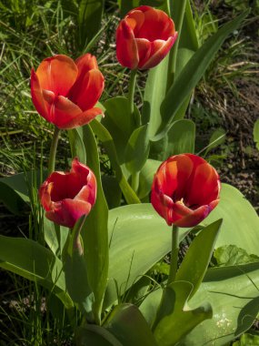 Neşeli Kırmızı ve Turuncu laleler Bahar Bahçesinde Güneş Işığı, Moldova.