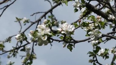 ABD 'nin Bahar Güneşi' nde Bol Beyaz Elma Çiçekleri
