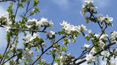 ABD 'nin Bahar Güneşi' nde Bol Beyaz Elma Çiçekleri