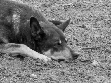 Üzgün Başıboş Köpek Siyah ve Beyaz Yerde Dinleniyor.