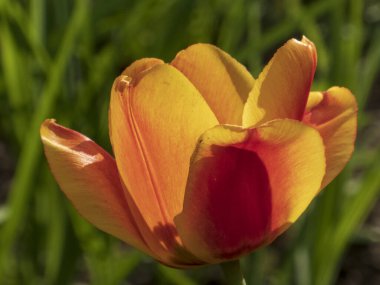 Ayrıntılı Kırmızı ve Sarı Lale Yaprakları.