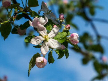 Elma Çiçekleri ve Buds İlkbaharda Bir Dalda.