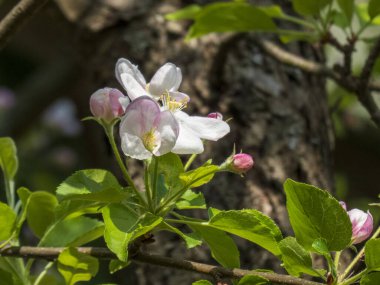 Elma Çiçekleri ve Buds İlkbaharda Bir Dalda.