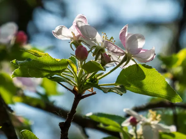 Elma Çiçekleri ve Buds İlkbaharda Bir Dalda.